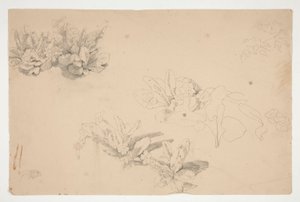 Studies of Flowers