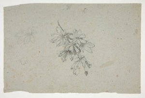 Study of a Branch with Leaves by Edwin Austin Abbey