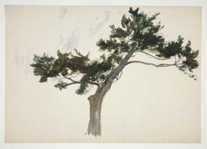 Study of a Tree