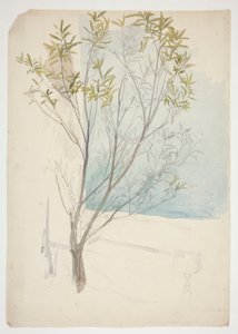 Study of a Tree
