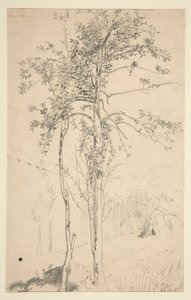 Study of Two Trees by Edwin Austin Abbey