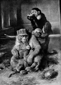 The Sick Monkey, 1875, 1912