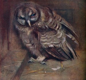 A Young Brown Owl