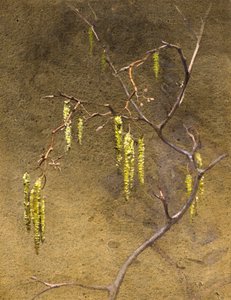 Catkins