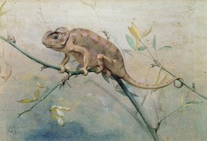Chameleon, 1901