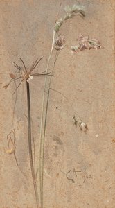 Cocksfoot Grass by Edwin John Alexander