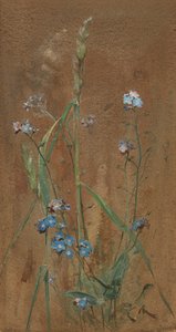 Forget-Me-Not