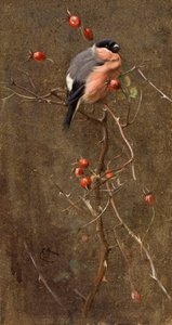 The Bullfinch