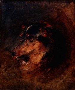 A Head Study of a Collie Dog by Edwin Landseer