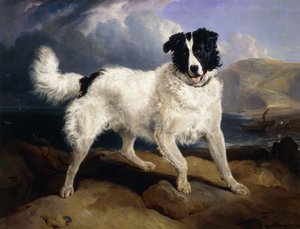 A Portrait of Neptune by Edwin Landseer