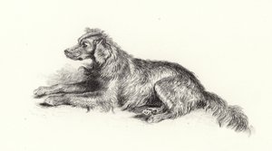 A Setter Dog by Edwin Landseer