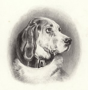 The Bloodhound