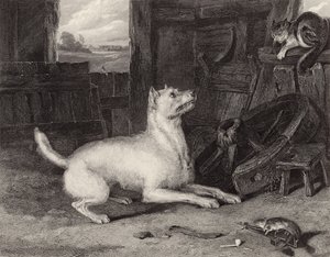 The Intruder by Edwin Landseer