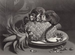 The Marmozettes by Edwin Landseer