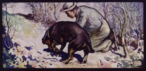 An English Truffle-Hunting Dog