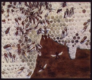 Bees at Work on the Honeycomb