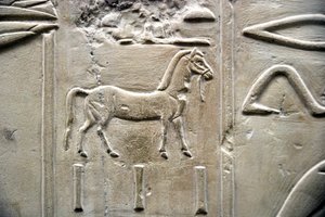 Egyptian antiquity: representation of a horse. Low relief of the Tomb of the Vizir Ramose by Egyptian 18th Dynasty