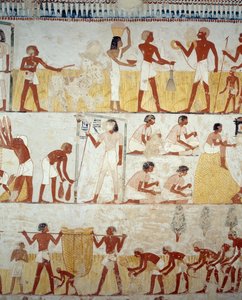 Harvesting crop, threshing and winnowing of grain, (detail) from frescoes in vestibule of Tomb of Menna, Sheikh Abd el Qurnah Necropolis, Luxor, Thebes