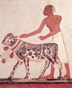 Peasant Leading a Cow to Sacrifice, from the Tomb of Menna by Egyptian 18th Dynasty