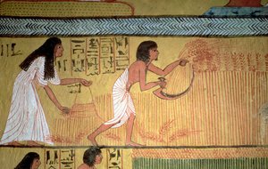 Detail of a harvest scene on the East Wall, from the Tomb of Sennedjem, The Workers