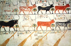 The seven celestial cows and the sacred bull and the four rudders of heaven, from the Tomb of Nefertari, New Kingdom