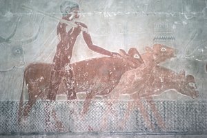 Cattle fording a canal in the Mastaba Chapel of Ti, Old Kingdom