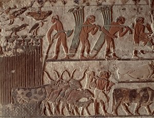 Harvesting Papyrus and a Group of Cows