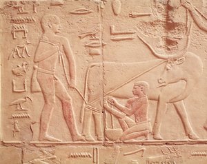 Relief depicting a man milking a cow, from the Mastaba of Kagemni, Old Kingdom