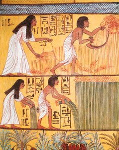 Detail of a harvest scene on the East Wall, from the Tomb of Sennedjem, The Workers