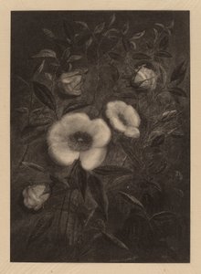 Wild Roses