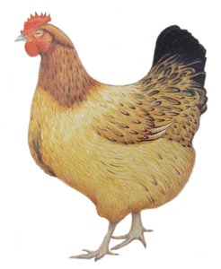 Chicken, 2012
