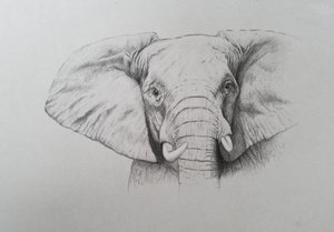 Elephant, 2011