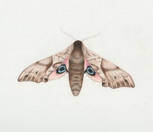 Eyed Hawk Moth, 2023