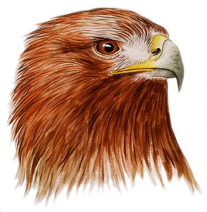 Golden Eagle, 2011