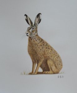 Hare, 2021