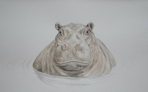 Hippo, 2021