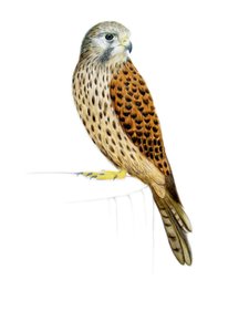 Kestrel, 2011