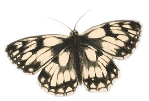 Marbled White Butterfly, 2019
