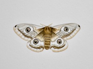 Moth, 2019