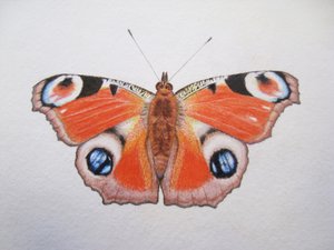 Peacock Butterfly, 2012