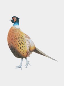 Pheasant, 2012