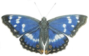 Purple Emperor, 2012