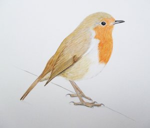 Robin, 2011