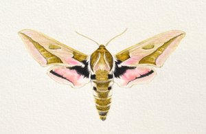 Spurge Hawk Moth, 2023