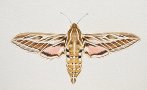 Striped Hawk Moth, 2023