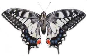 Swallowtail, 2012