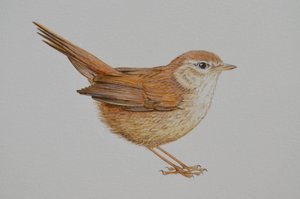 Warbler, 2023