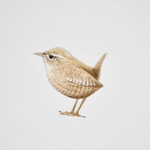 Wren, 2019
