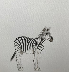 Zebra, 2018