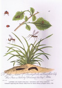 Lady Bird and Daddy Long Legs: Coccinella and Tipula Oleracea